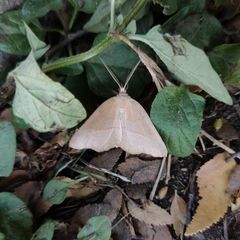 Syncirsodes primata