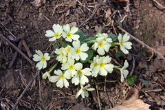 Primula vulgaris