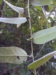 Passiflora multiflora