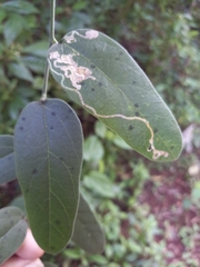 Passiflora multiflora