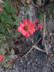 Zinnia peruviana