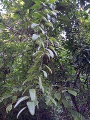 Passiflora multiflora