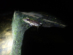 Lithobates palmipes