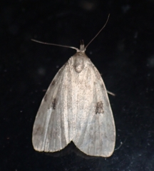 Parahypenodes quadralis