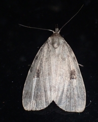 Parahypenodes quadralis