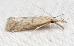 Donacaula dispersellus