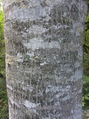 Myroxylon peruiferum