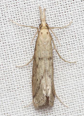 Donacaula dispersellus