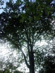 Myroxylon peruiferum