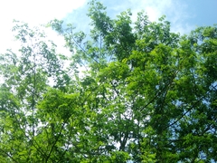 Myroxylon peruiferum