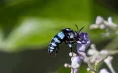 Thyreus novaehollandiae