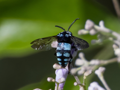 Thyreus novaehollandiae