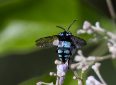 Thyreus novaehollandiae