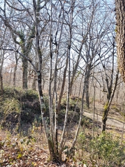 Torminalis glaberrima