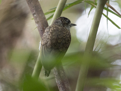 Picumnus squamulatus