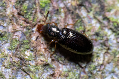 Salpingus planirostris