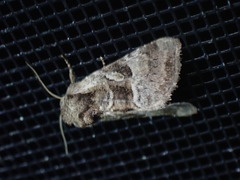 Meropleon ambifusca
