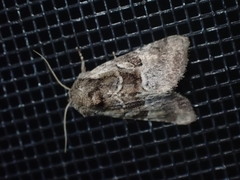 Meropleon ambifusca
