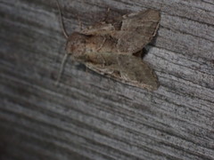 Meropleon ambifusca
