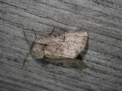Meropleon ambifusca