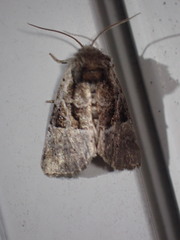 Meropleon ambifusca