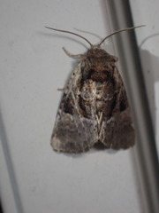 Meropleon ambifusca