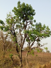 Vitex doniana