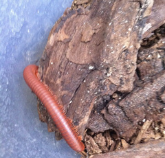 Trigoniulus corallinus