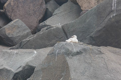 Larus hyperboreus