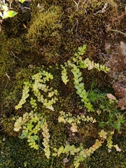 Lysimachia buxifolia