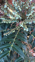 Berberidinae