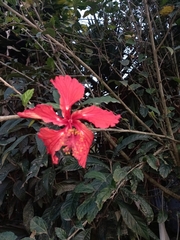 Hibiscus × archeri