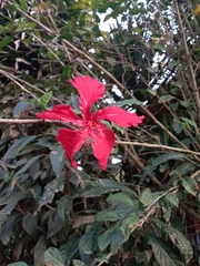 Hibiscus × archeri