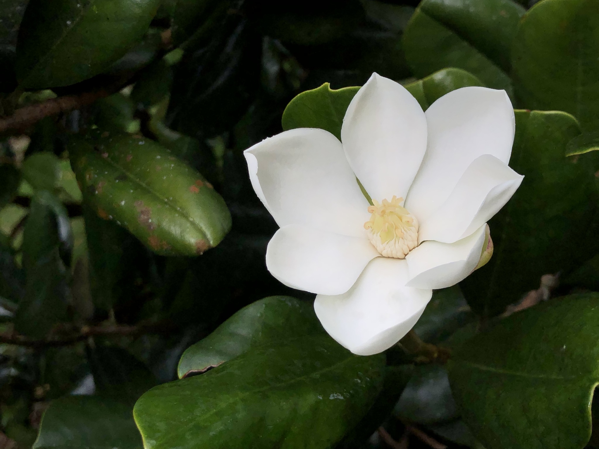 Magnolia pallescens · iNaturalist