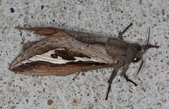 Abantiades labyrinthicus