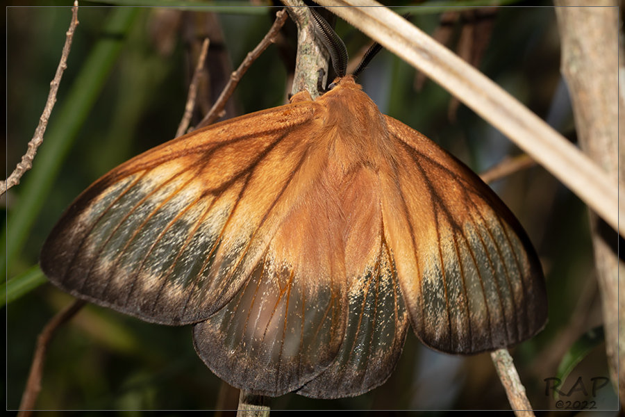 Ithomisa kinkelini