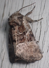 Meropleon ambifusca