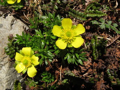 Ranunculus sericophyllus