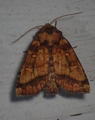 Papaipema leucostigma