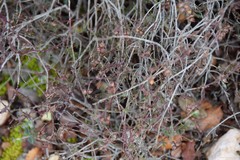 Fumana thymifolia