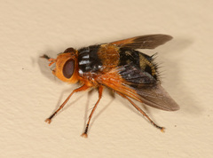 Microtropesa sinuata