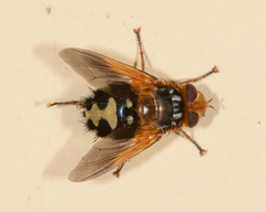 Microtropesa sinuata