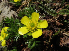 Ranunculus sericophyllus