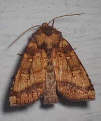 Papaipema leucostigma