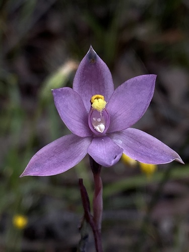toothed thelymitra (Thelymitra ×)