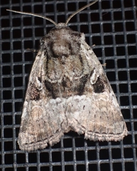 Meropleon ambifusca