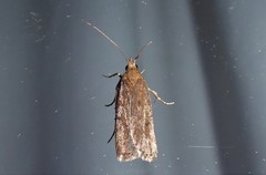 Phaeosaces apocrypta