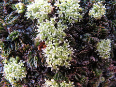 Anisotome imbricata prostrata
