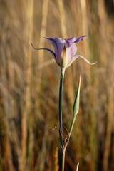 Calochortus macrocarpus macrocarpus