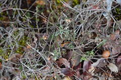 Fumana thymifolia